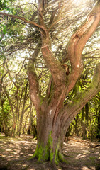 Fototapeta na wymiar Image of old laurel tree with curved trunk and branches at forest