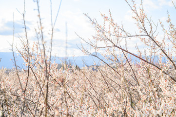 梅の花と青空と梅林
