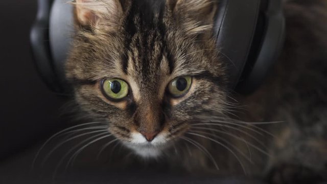 Cute tabby domestic cat in headphones listens to music and shakes his head to the beat. Funny video