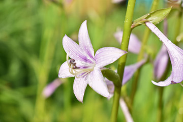 raindrops on a flower in the garden