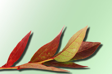 Autumn branch with red leaves isolated on a green background. Gradient. Shadow. Top view.