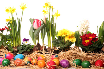 Easter eggs hiding in the grass with daffodil, tulips and other spring beautiful flowers
