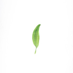 close-up petal on a white background herbarium purity freshness