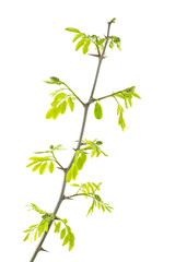 Young branch of acacia with leaves isolated on white background