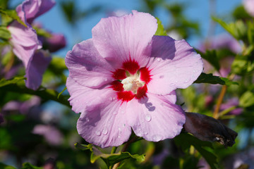 Blühende rosa Hibiskus Blume mit Tautropfen, Deutschland, Europa © detailfoto