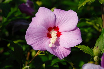 Blühende rosa Hibiskus Blume mit Tautropfen, Deutschland, Europa
