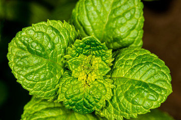 Peppermint plant for Mojito drink