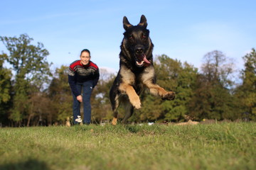 German Shepard training in park