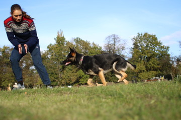 German Shepard training in park