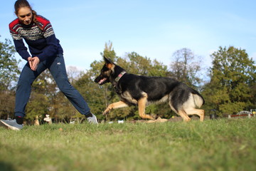 German Shepard training in park