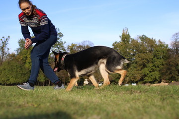 German Shepard training in park