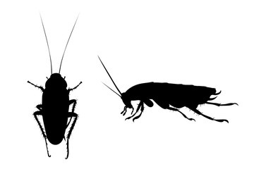 Vector silhouette of cockroach on white background. Symbol of annoying insect.