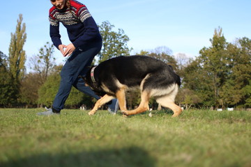 German Shepard training in park