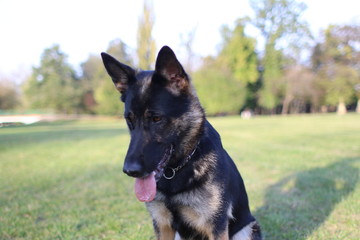 German Shepard training in park