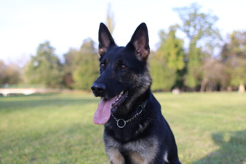 German Shepard training in park