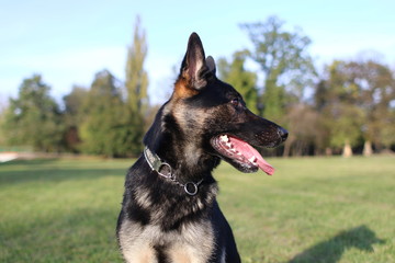 German Shepard training in park