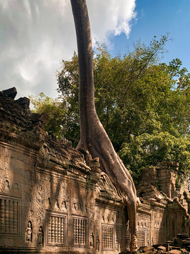 Arbre fromager sur une galerie de Preah Khan