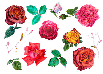 Watercolor botanical set with red roses flowers