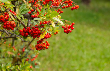 A bunch of red berries from heavenly bamboo, Nandina domestica.monotypic genus of flowering plants in the family Berberidaceae.