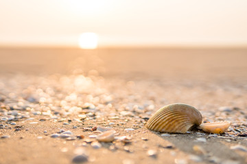 Sea shell on beach in the sunrise