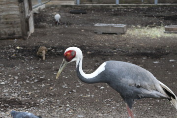 Daurian crane lives in a zoo