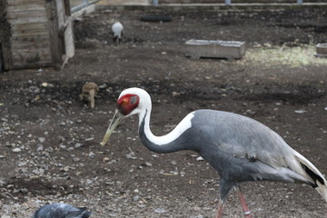 Fototapeta premium Daurian crane lives in a zoo