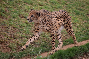 Cheetah Walk