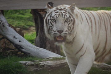 White Tiger Close-up