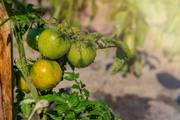 Obraz premium Ripening yellow green tomatoes in garden, ready to harvest