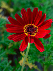 Red and Yellow flower