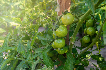 Young green tomato on vine plant tree