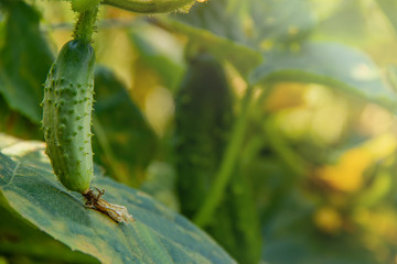 Cucumber harvest in a small domestic greenhouse.