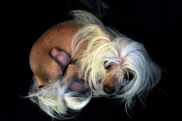 Naklejka premium a dog with its little puppy
