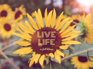 Love Life in full bloom word and sunflower bokeh background