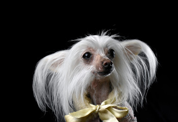 Naklejka premium Chinese crested dog on a black background