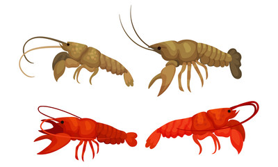 Lobsters with Thick Shell and Strong Chelate Limbs Vector Set