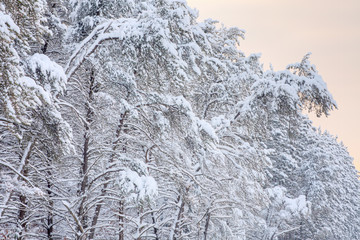 Winter landscape at dawn of a snow flocked woods, Allegan State Forest, Michigan, USA