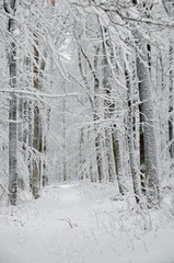 verschneiter wald