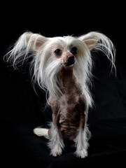 Naklejka premium Chinese crested dog on a black background