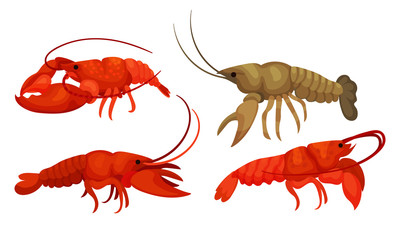 Lobsters with Thick Shell and Strong Chelate Limbs Vector Set