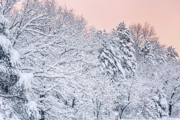 Winter landscape at dawn of a snow flocked woods, Allegan State Forest, Michigan, USA