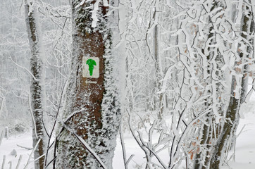 verschneiter wald