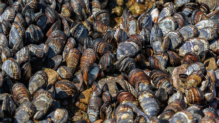 Closeup of rich brown repetitous pattern of California Mussels