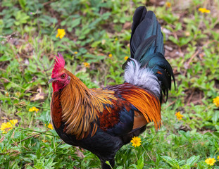 Colorful Rooster in Kauai