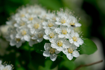 bee on flower