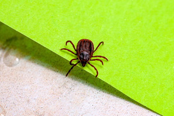 A dangerous parasite and infection carrier mite