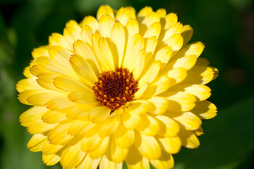 yellow flower