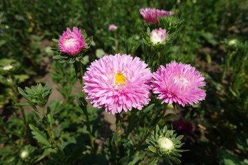 Two pink flower heads of China aster