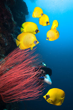 Naklejki Underwater image of coral reef with diver and school of Masked Butterfly Fish.