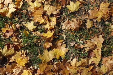 Dense cover of fallen leaves of maple on green grass from above